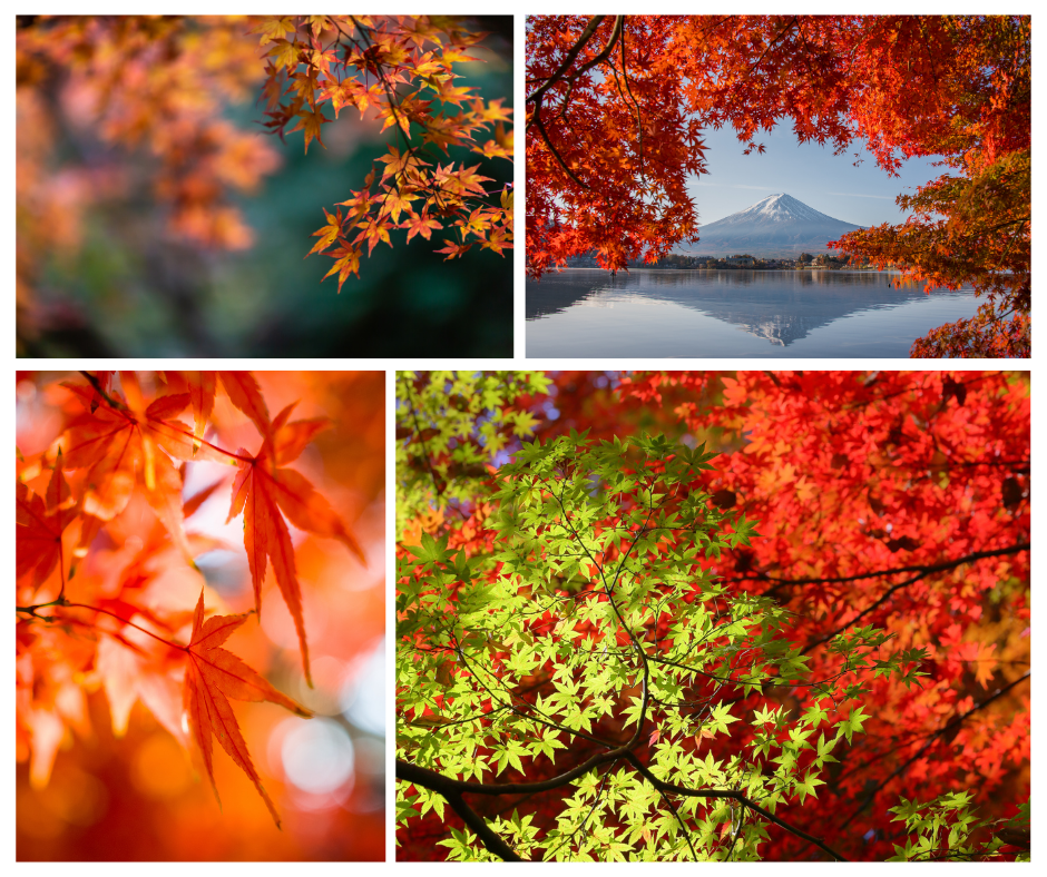 momiji efterårsfarver i japan