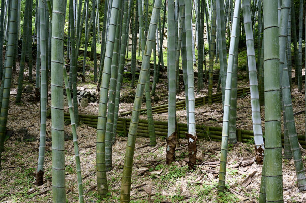 Enoura Observatory - Hiroshi Sugimotos udendørsmuseum syd for Odawara