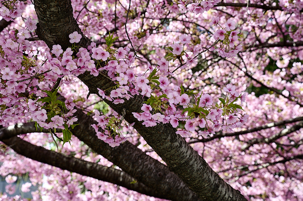sakura kirsebærblomst
