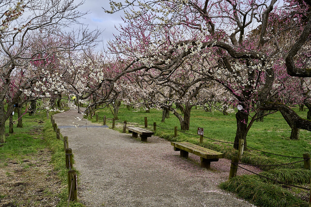 Kairakuen-haven i Mito - kendt for sine mange blommetræer (6)
