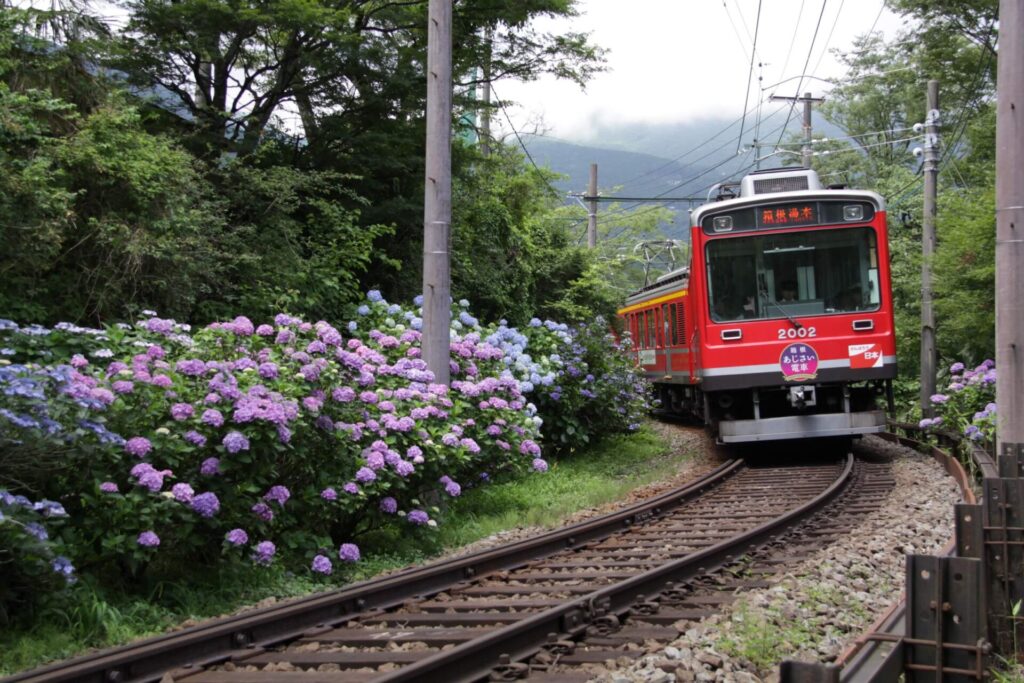 Hakone Tozan jernbanen - hortensiaerne blomstrer.