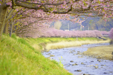 kawazu festival kirsebærblomster (
