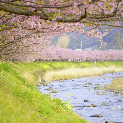 kawazu festival kirsebærblomster (