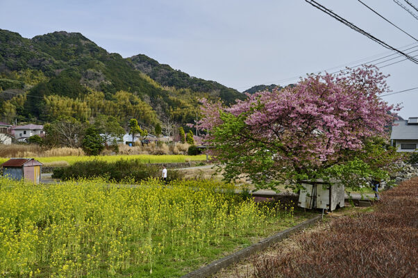 kawazu sakura-festival kirsebærblomster