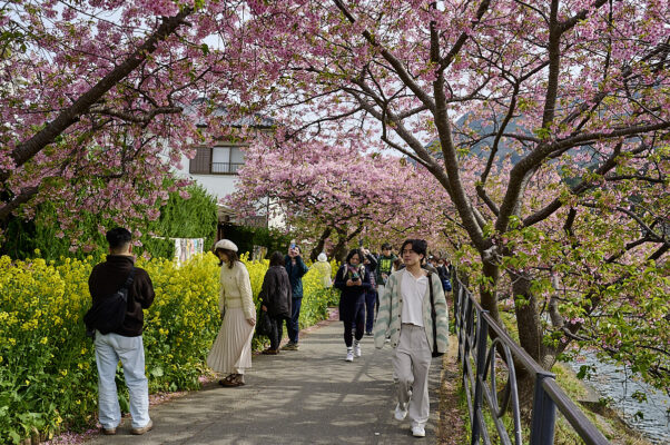 kawazu sakura-festival kirsebærblomster