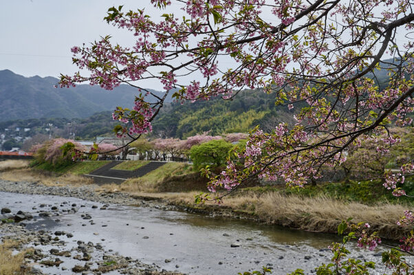 kawazu sakura-festival kirsebærblomster