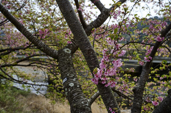 kawazu sakura-festival kirsebærblomster