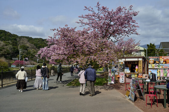 kawazu sakura-festival kirsebærblomster