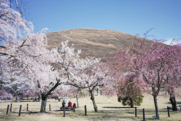 sakura no sato izu kogen omuro bjerget