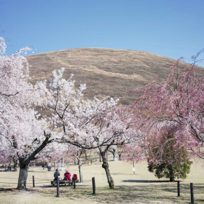 sakura no sato izu kogen omuro bjerget