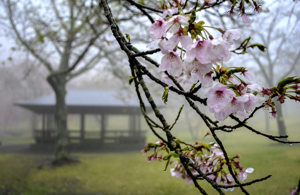 sakura no sato izu kogen